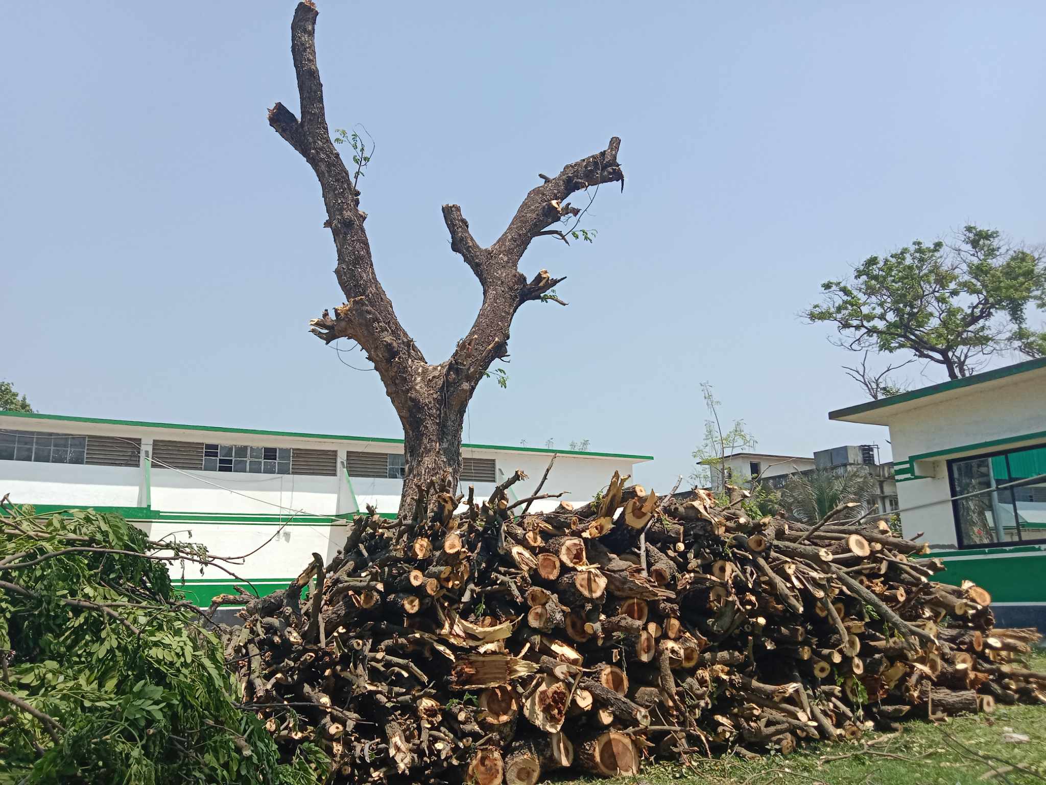 গোমস্তাপুরে গাছের মালিকানা নিয়ে দুই সরকারি সংস্থার দ্বন্দ্ব চরমে